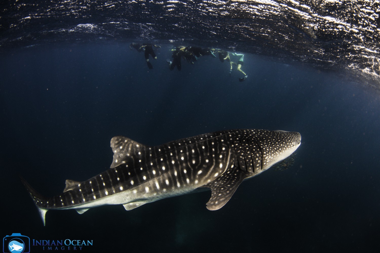 Photo by Indian Ocean Imagery courtesy of Kings Ningaloo Reef Tour best road trips