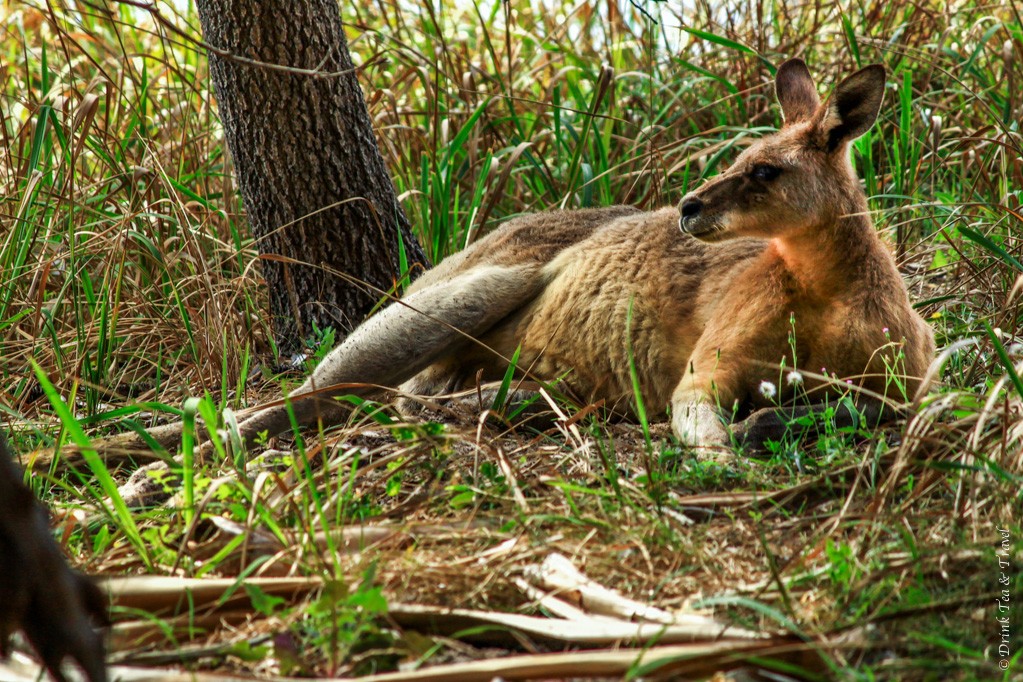 australia travel tips: Kangaroo in the wild. Spotted on Stradbrook Island