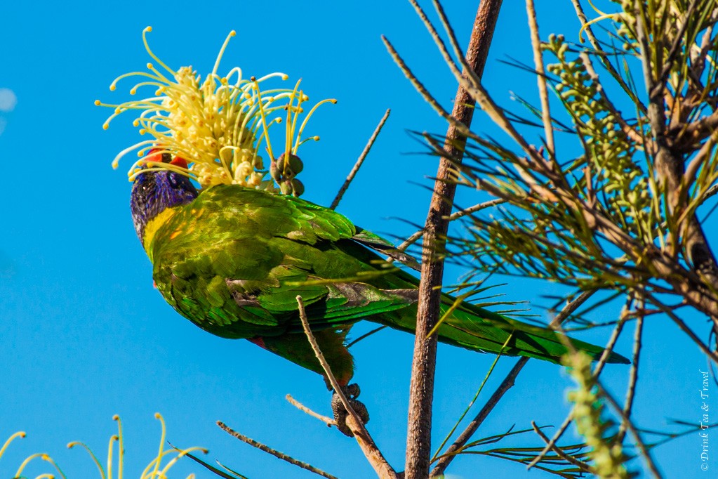 australia travel tips: Australian rainbow lorikeet hanging out on a tree right in front of my patio