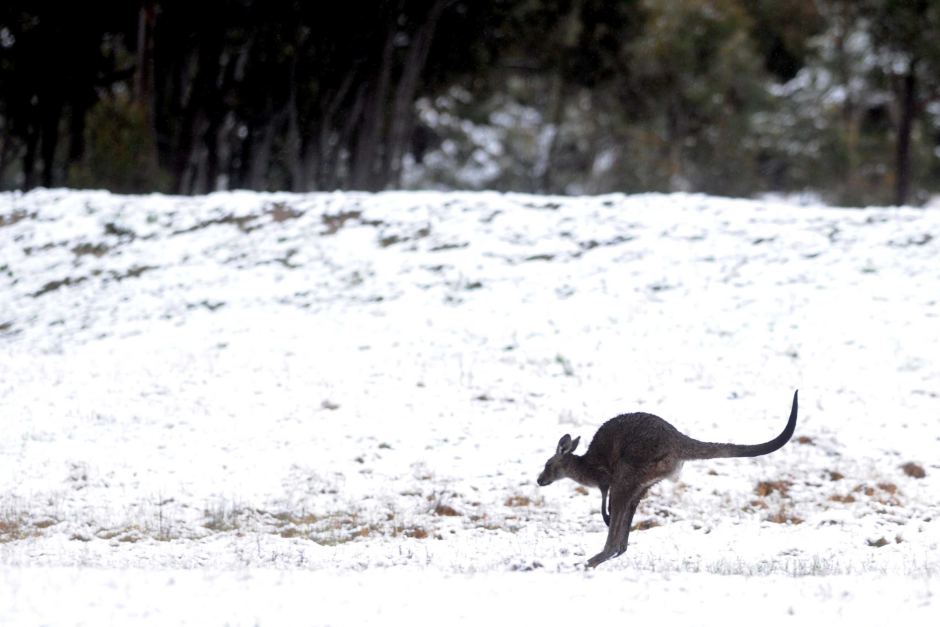australia travel tips: A kangaroo bounds through the snow in the Bungendore ranges near Canberra. AAP: Alan Porritt