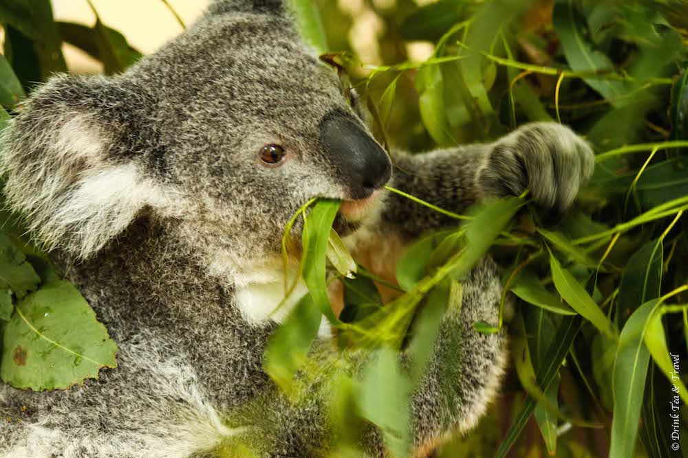 australia travel tips: Koala in Lone Pine Koala Sanctuary